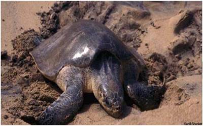 Olive Ridley turtles20170220182804_l